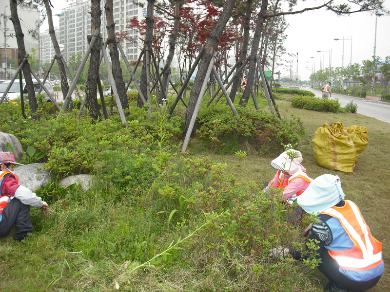 화성시 발안 택지지구 수목 및 잔디관리